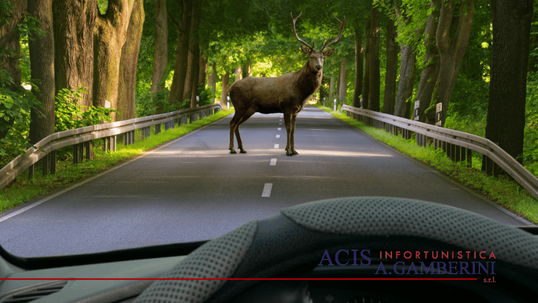 Incidente con animali selvatici cosa fare.